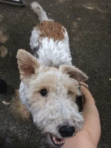 Sluit de beste hondenverzekering voor jouw hond af 1 Premies en voorwaarden van hondenverzekeringen lopen sterk uiteen. Let dus goed op als je een hondenverzekering afsluit en vergelijk goed. © Alleverzekeringenopeenrij.nl