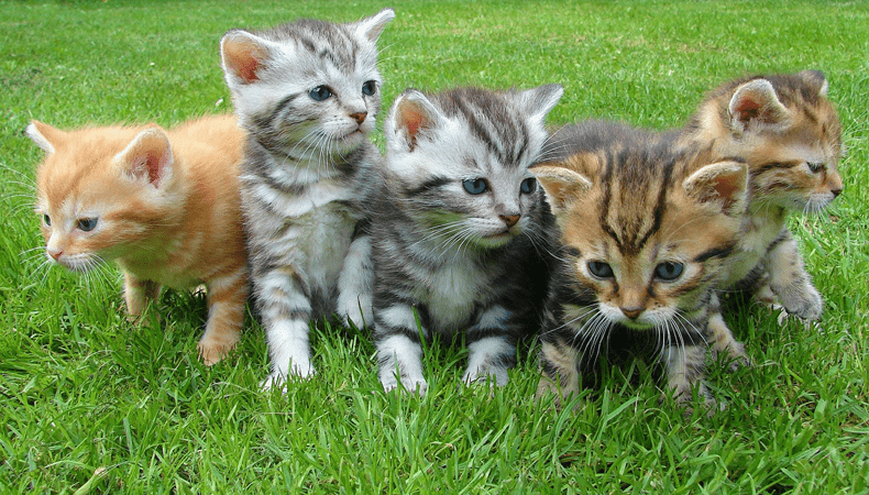 Met vijf van die doetjes in huis is een kattenverzekering afsluiten geen overbodige luxe © Jan Mallander/Pixabay